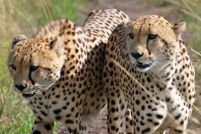 Cheetah brothers in the Masai Mara